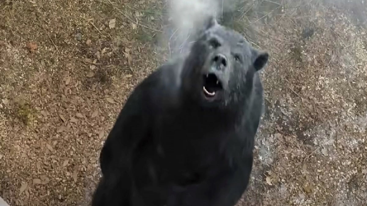 cocaine bear