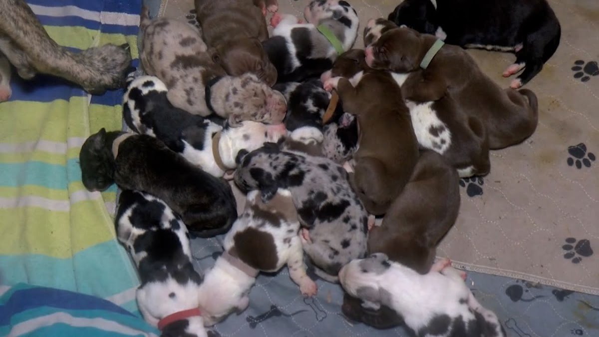 Great Dane 21 Puppies