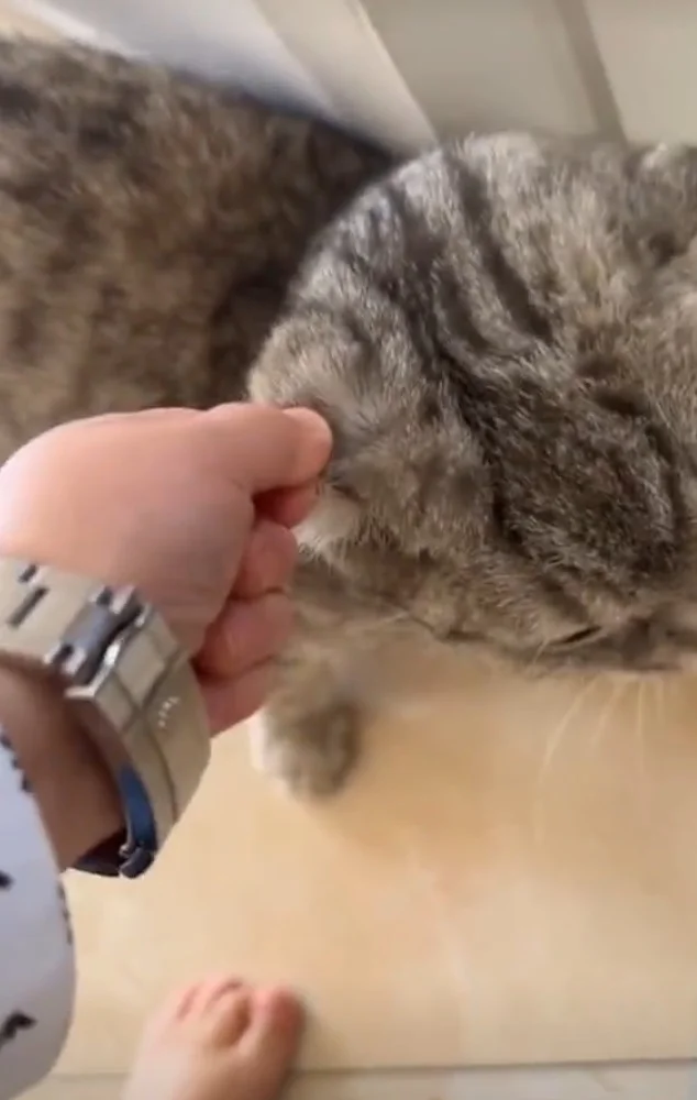 Hasbull cat abuse viral video