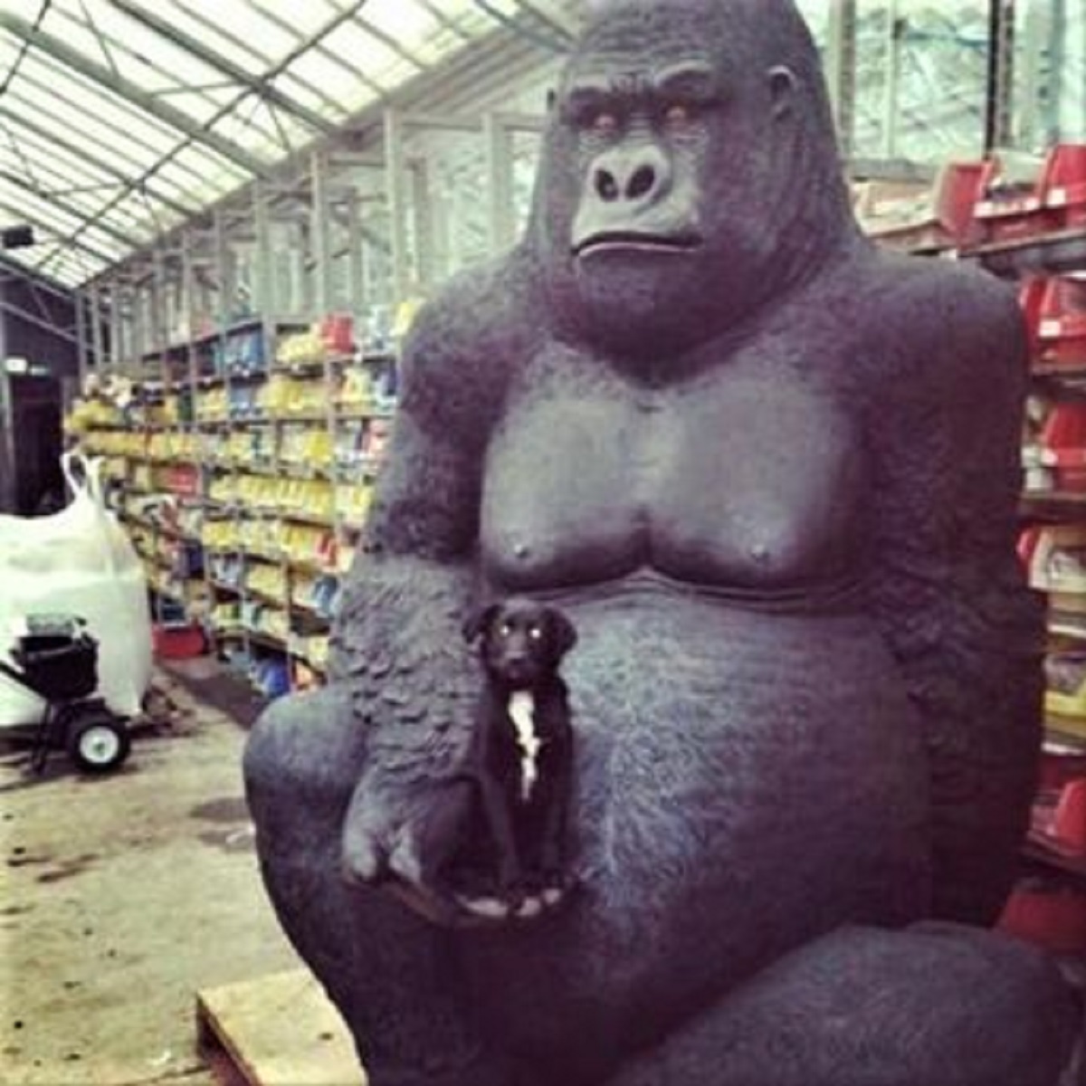 Gorilla stolen from garden center