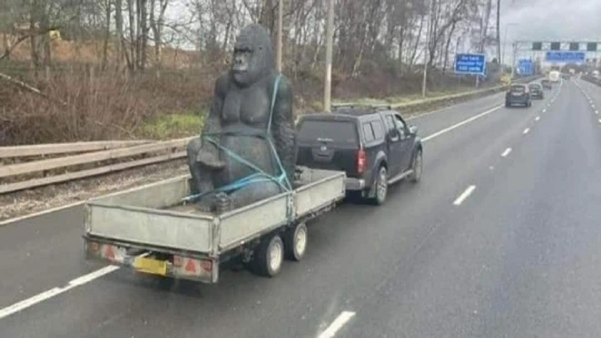 Gorilla stolen from garden center