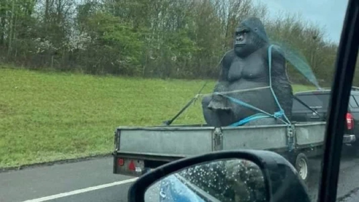 Gorilla stolen from garden center