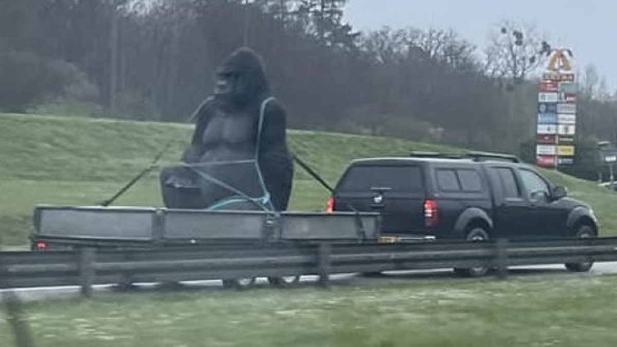 Gorilla stolen from garden center