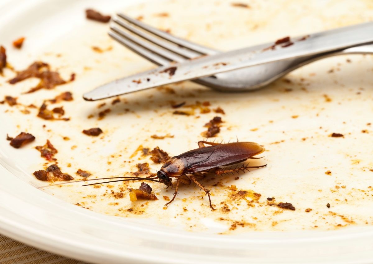 Massive cockroach outbreak in South Africa