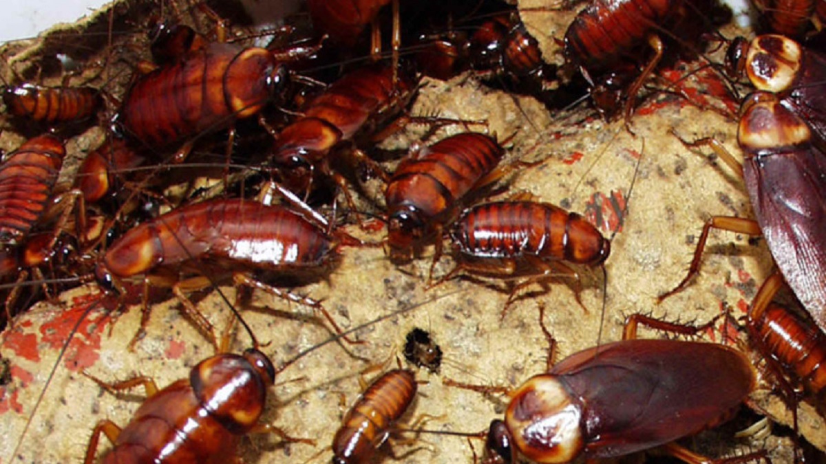 Massive cockroach outbreak in South Africa
