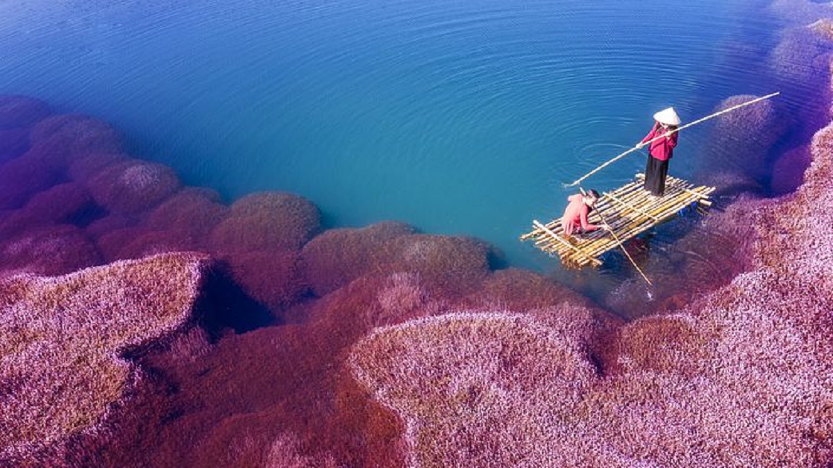 Pink algae bloom generates fear