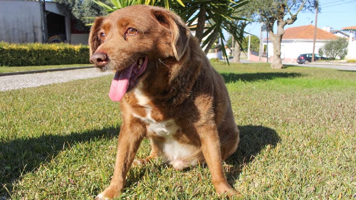Bobi, the oldest dog in the world