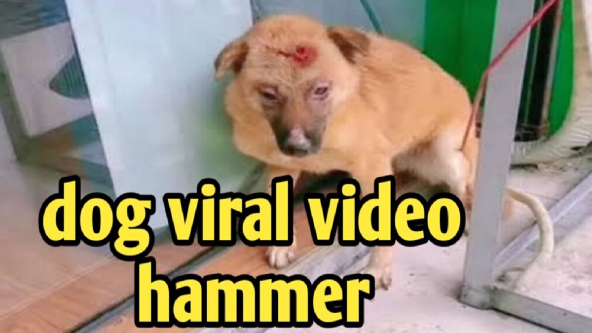 Video of dog with a hammer goes viral