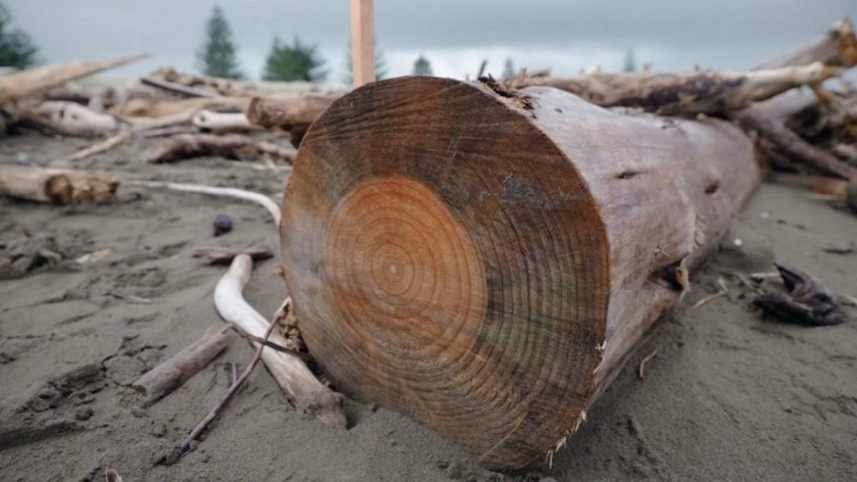 Oliver Shone Boy killed by a log