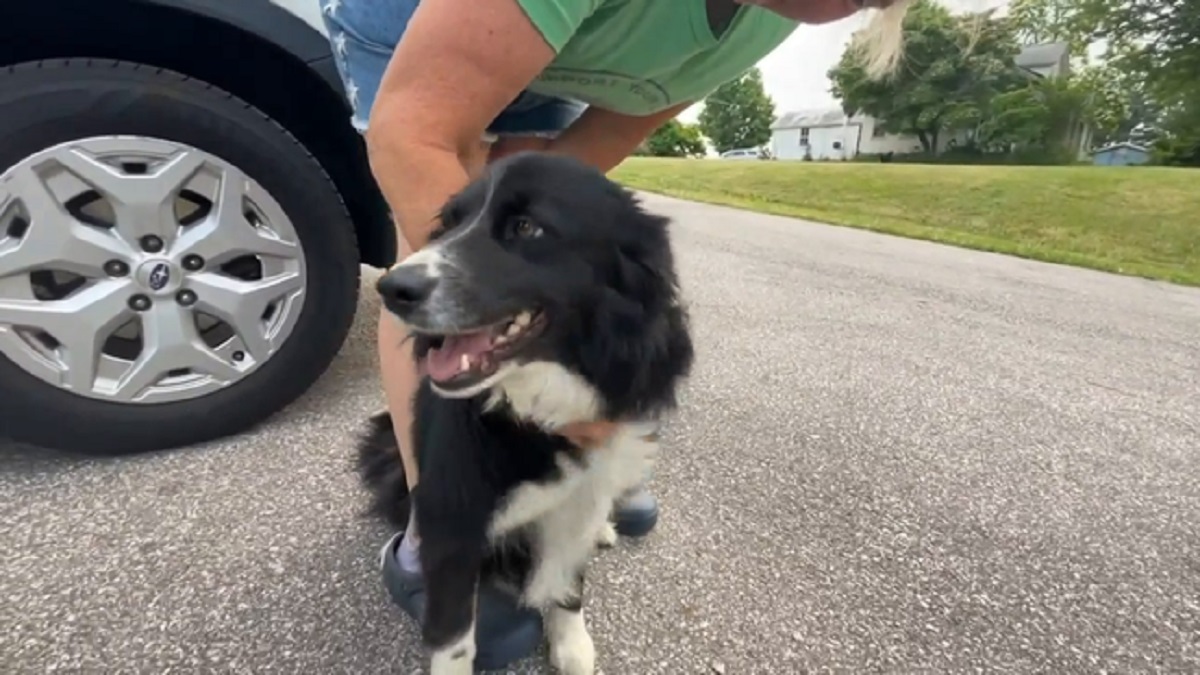 Dead Portage County dogs found