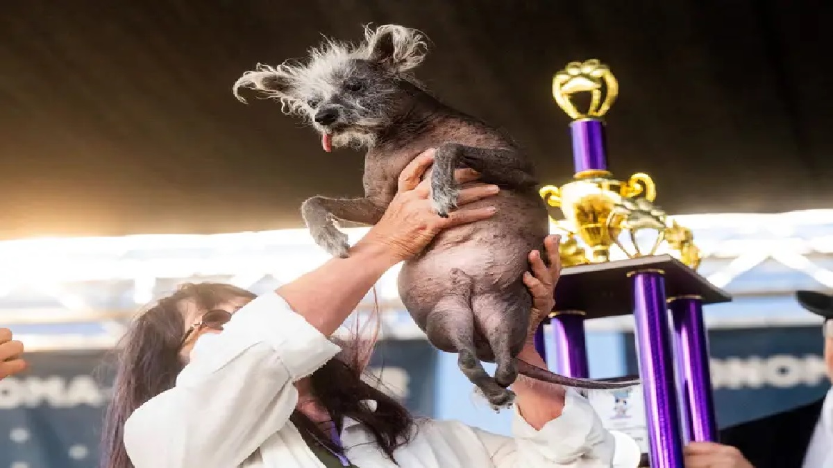 Who won the ugliest dog 2023