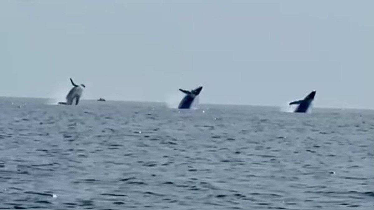 3 Whales Breaching At The Same Time