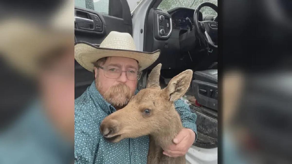BC man fired from job after saving baby moose