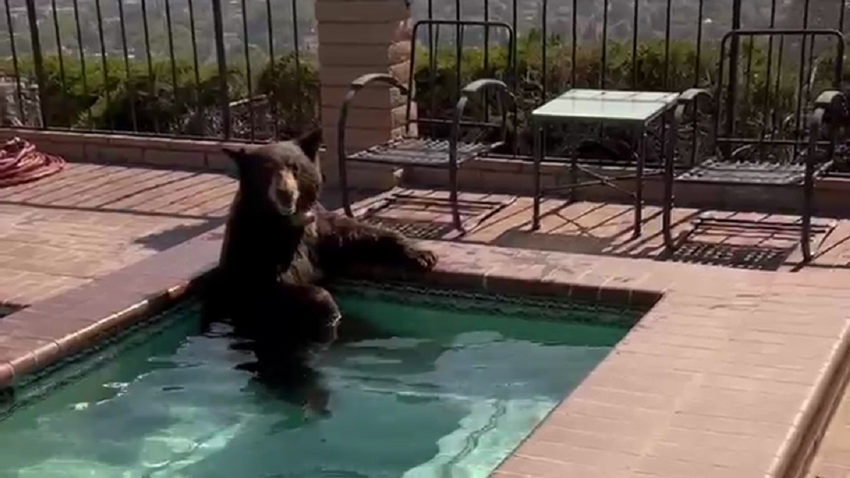 Black Bear In Hot Tub