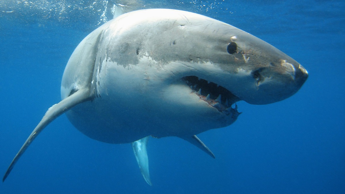 How Many Shark Attacks In Hilton Head 2023 South Carolina? NewsFinale