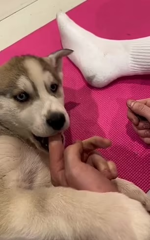 puppy yoga classes