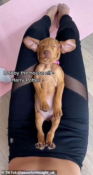 puppy yoga classes