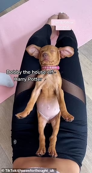 puppy yoga classes