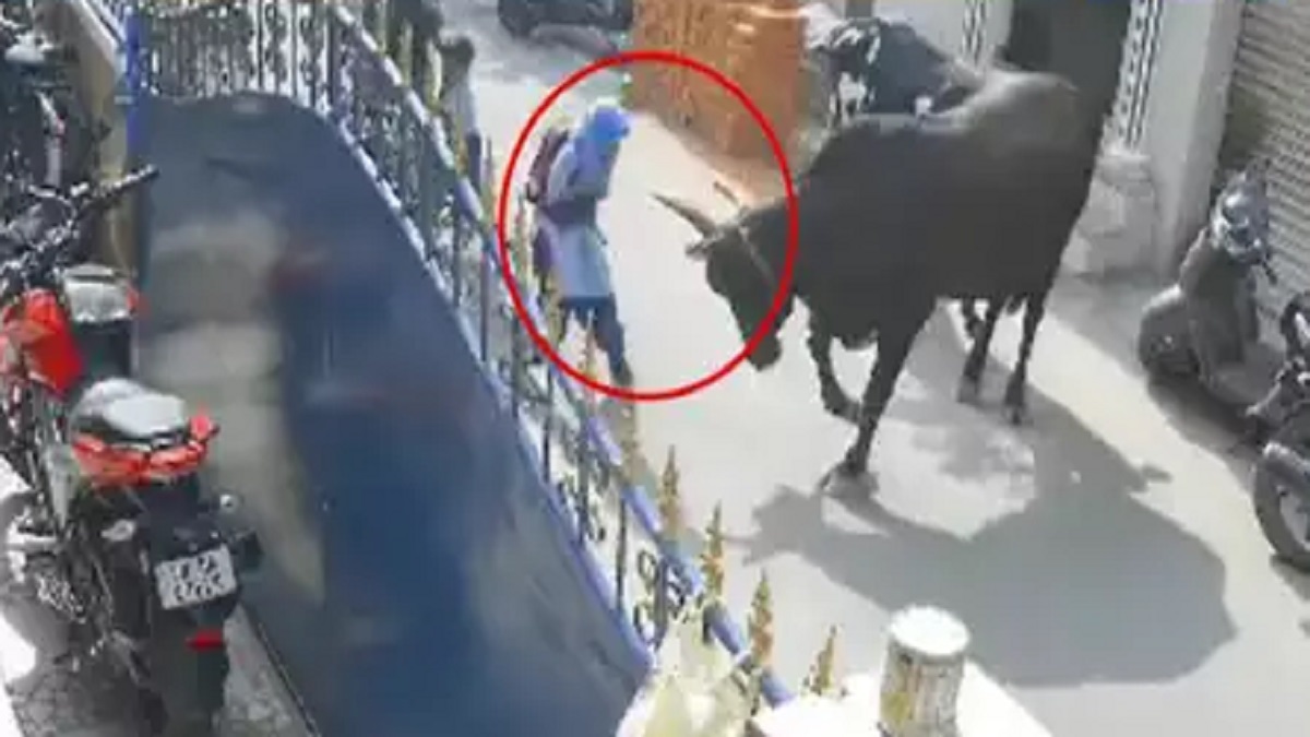 Cow brutally attacks schoolgirl