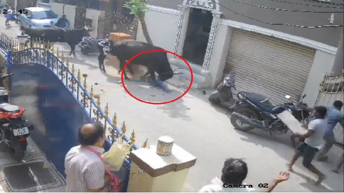 Arumbakkam Cow Incident