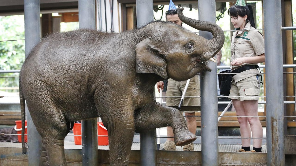 Elephant death Melbourne Zoo