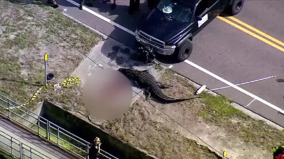 Pinellas Sabrina Peckham Alligator Attack