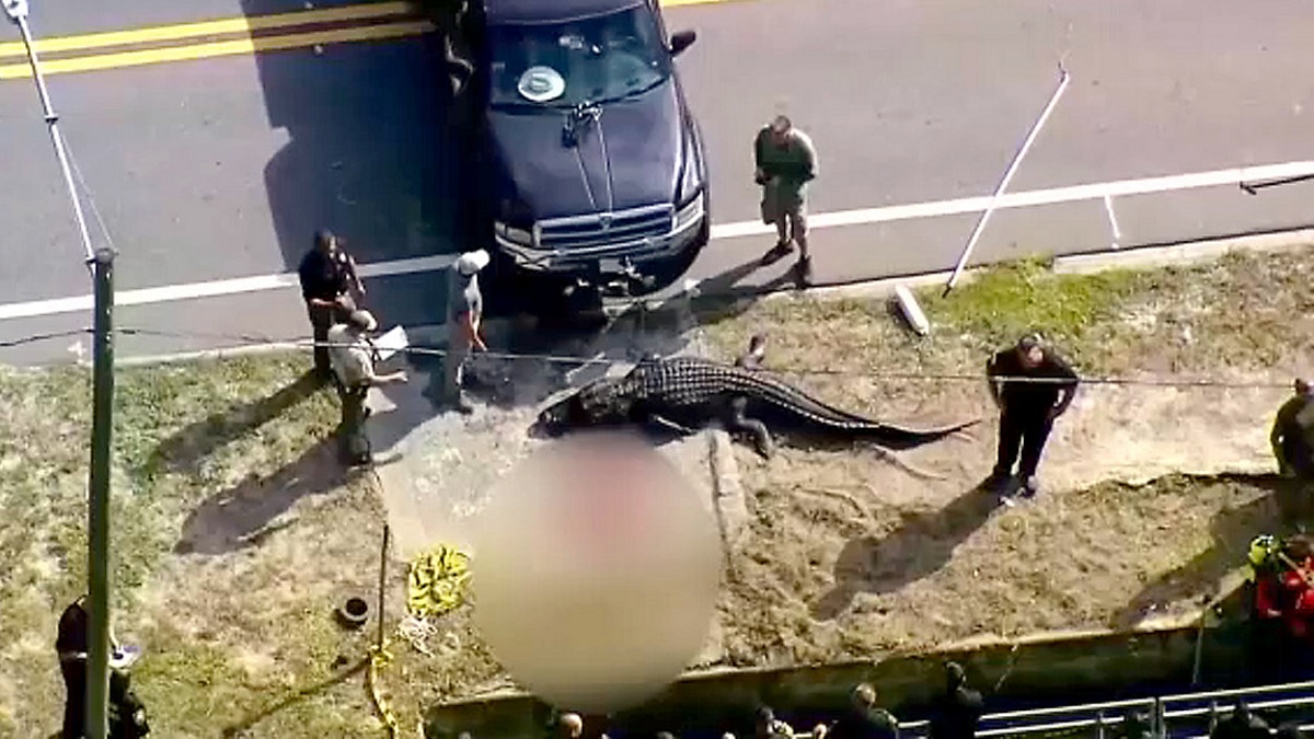 Pinellas Sabrina Peckham Alligator Attack