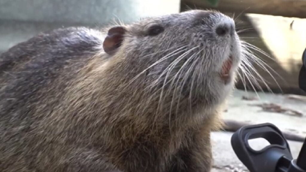 Pet Nutria Rat: Louisiana Works Out Deal For Family