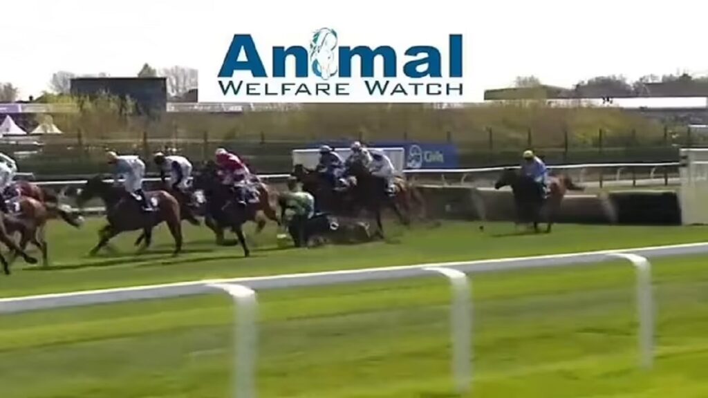 Did Any Horses Die In The National? Which Horses Died At Grand National