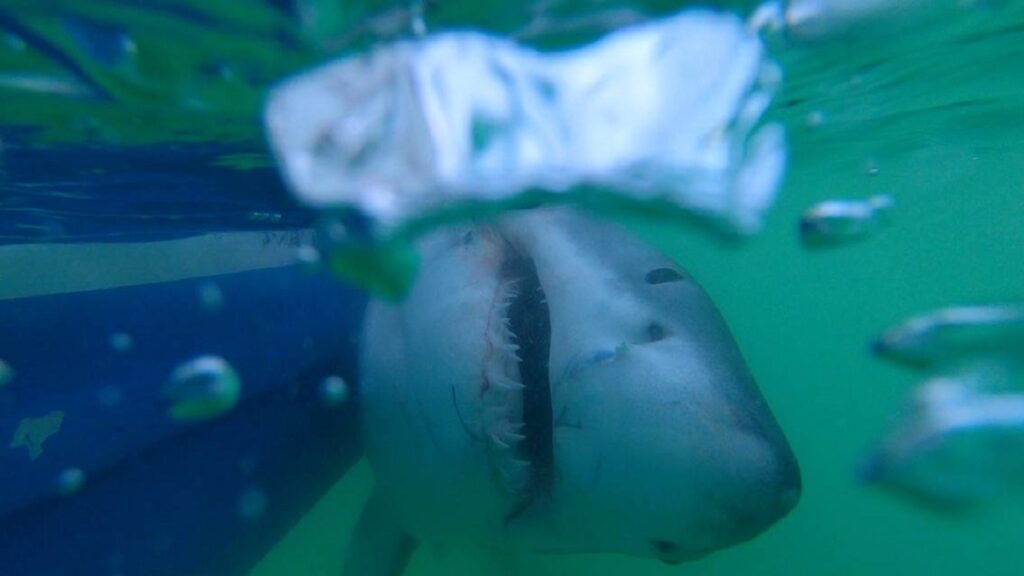how-many-shark-attacks-in-hilton-head-2023-south-carolina