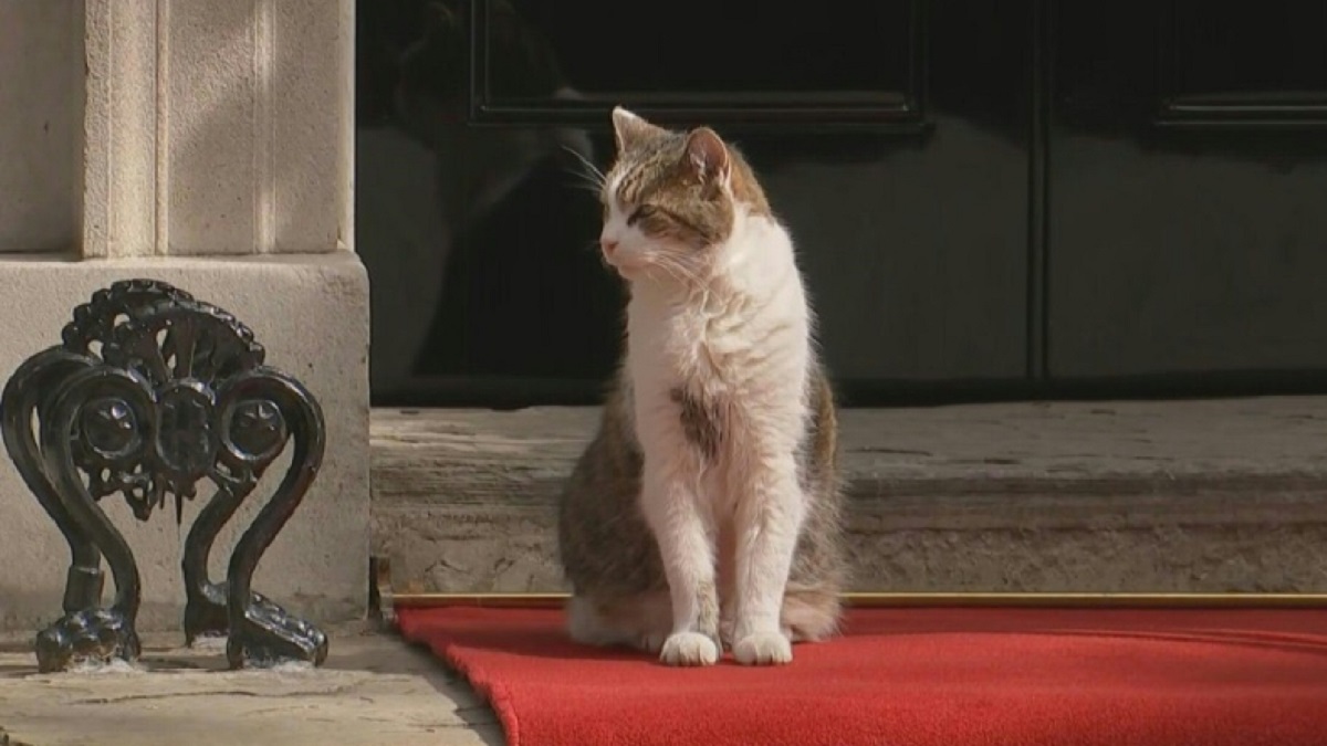 WATCH: Larry the Cat Removed From Downing Street Red Carpet