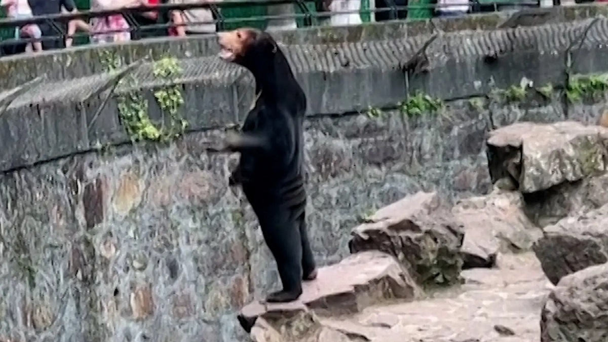 Chinese Zoo Sun Bears Costume Reddit