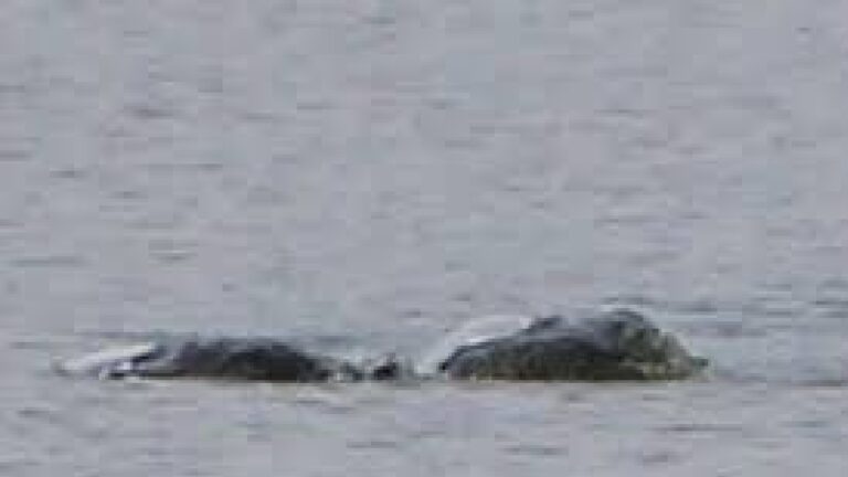 Who Is Chie Kelly? Woman reveals Loch Ness Monster pictures